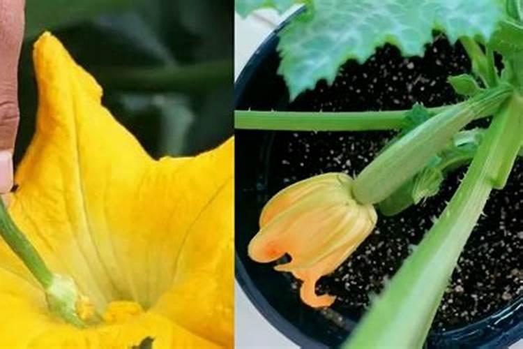 大棚种植西葫芦,在坐瓜后容易出现瓜不膨大的现象,该如何解决呢？