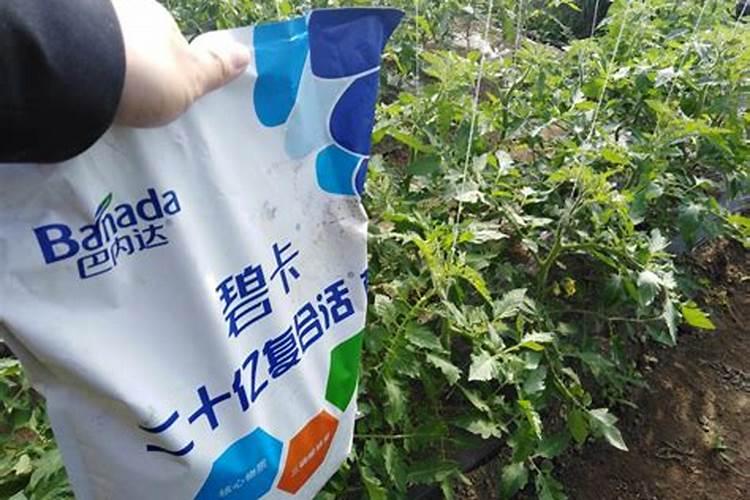 冲施肥肥料是埋在土里效果好还是拿水冲好