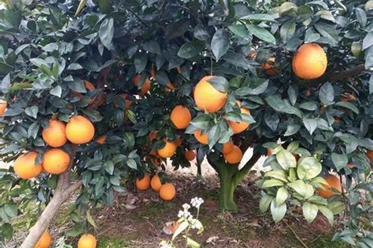 玄叶子是什么意思？