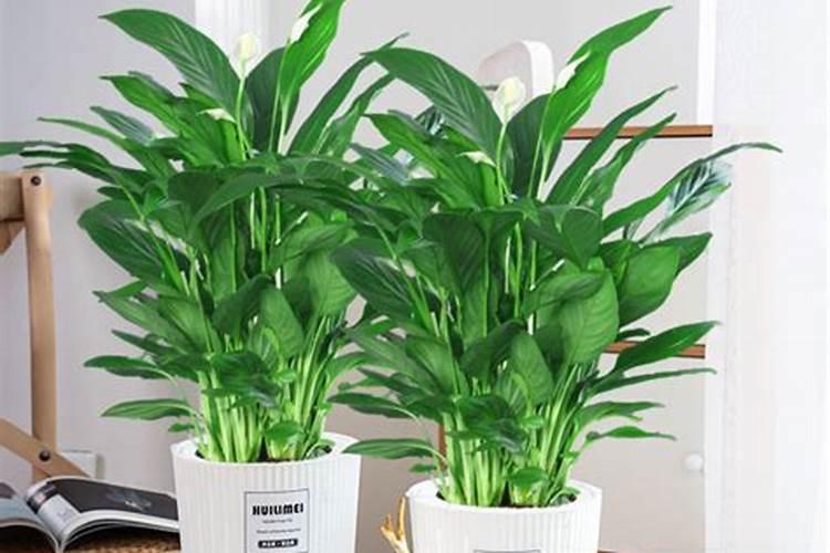 芦荟开花后施什么肥料