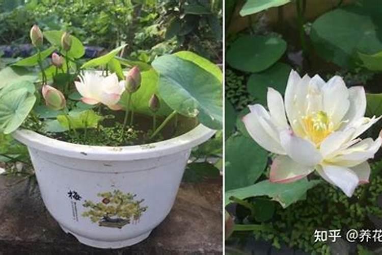 碗莲的种子什么时候用水溶肥