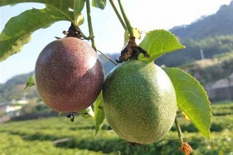 黄花菜锈病打什么药