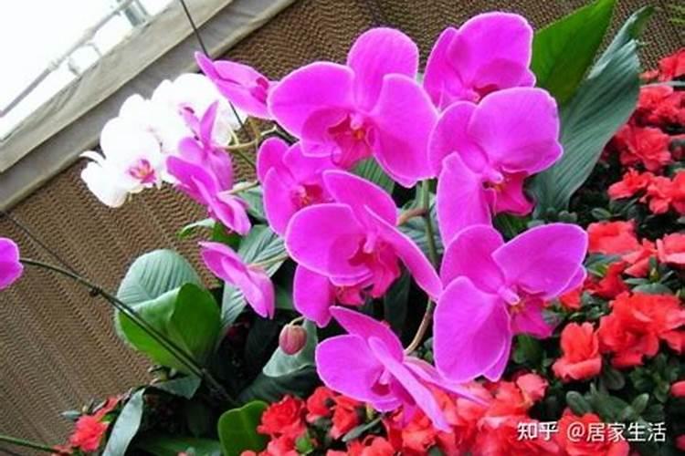 西瓜增甜喷什么叶面肥效果好