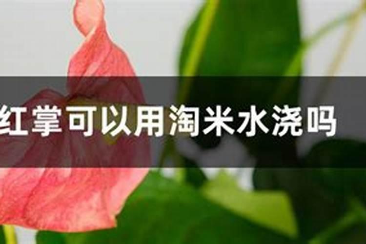 怎样自己配制肥料来栽培家居红掌