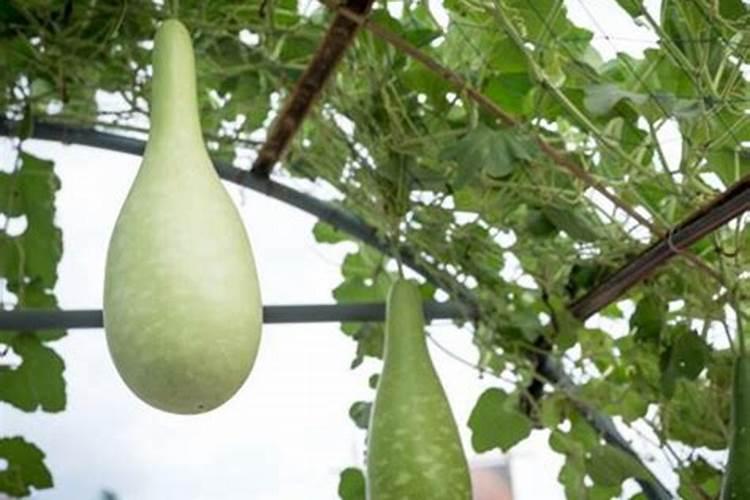 四川省广汉市万福磷肥实业有限公司怎么样？