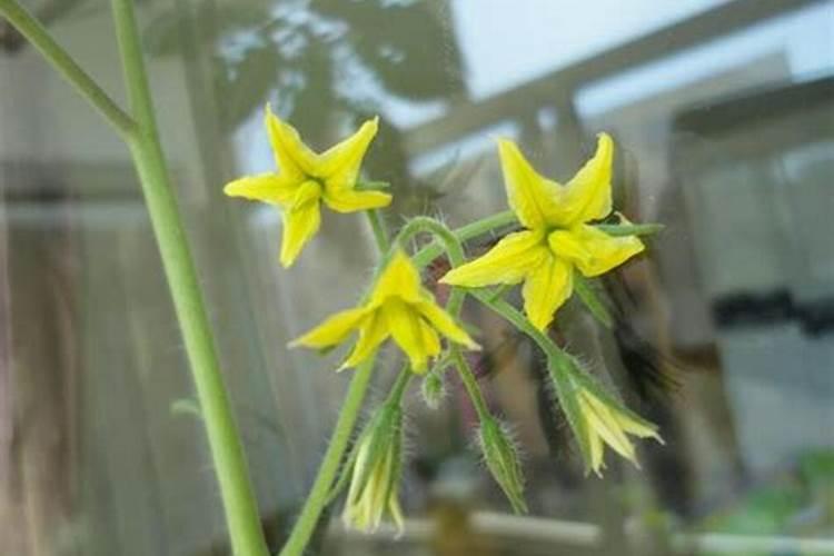 土豆能用奈安除草剂吗