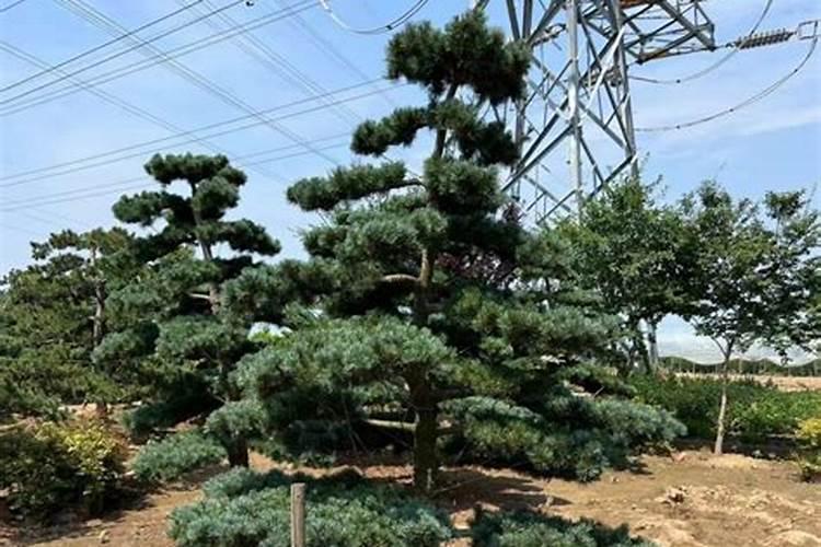 中科发21—9号水稻品种产地是哪？