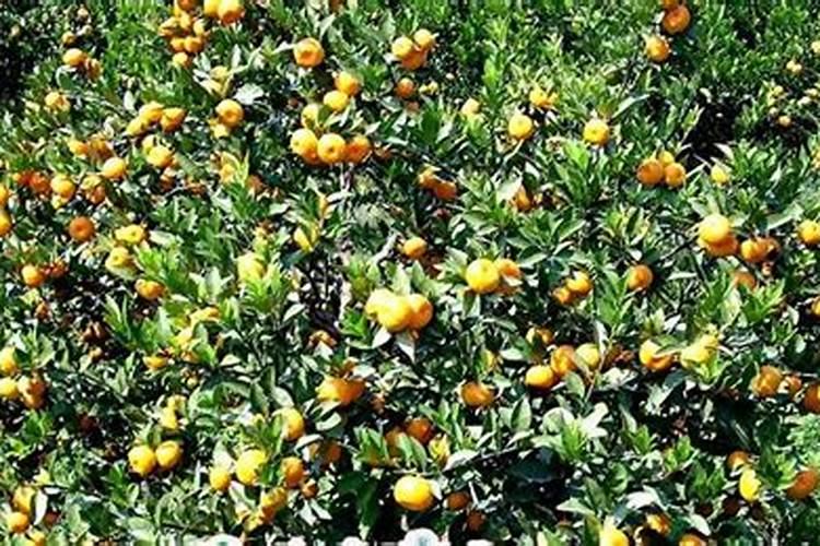 地里有烂秸秆,对水淹法种植水稻有没有影响呢？