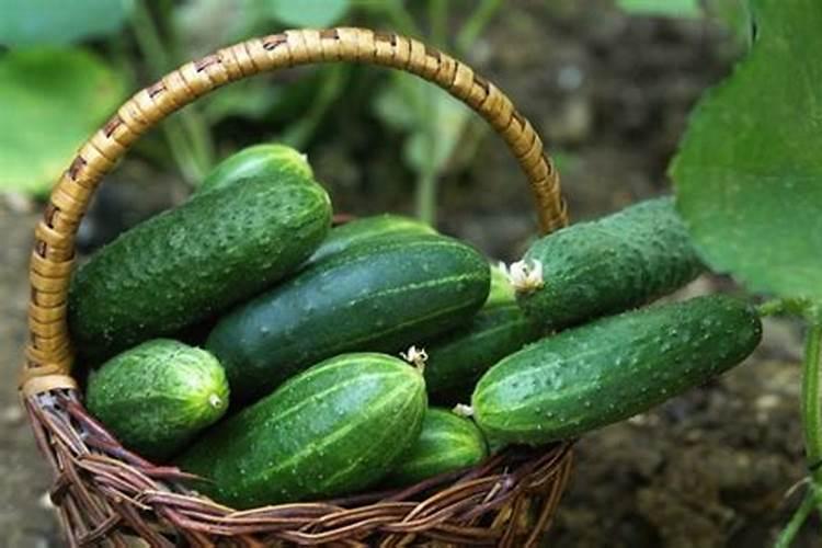 如何用磷钾肥养护花卉