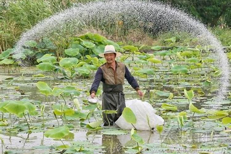 莲藕有哪些主要病害？如何防治？