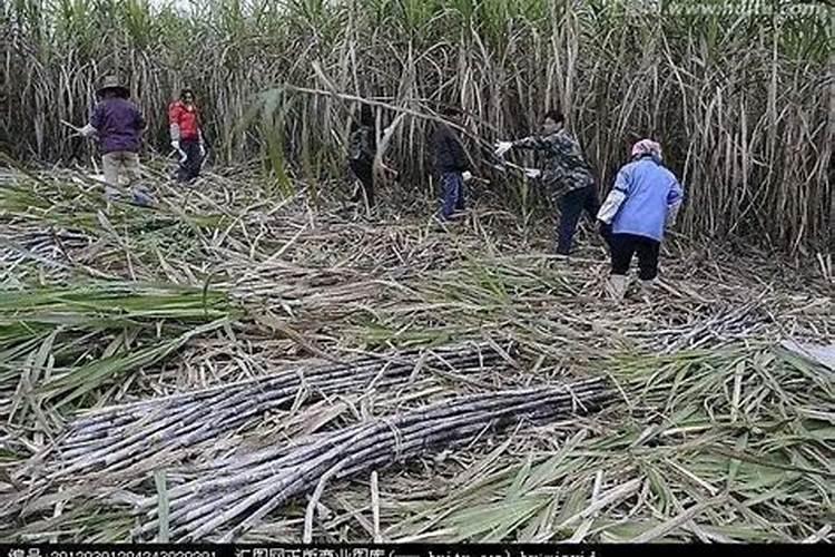 玉米什么时候打控旺