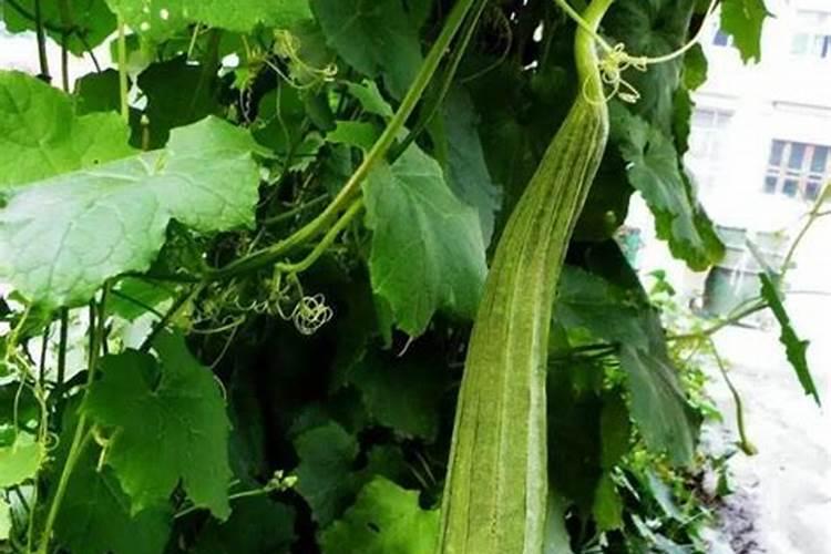 黑皮八棱瓜最简单三个步骤