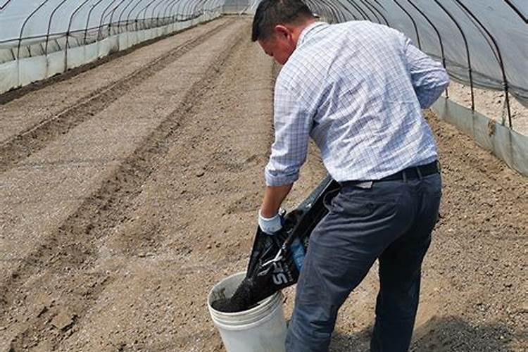 杨树树叶发黄枯萎怎么办？