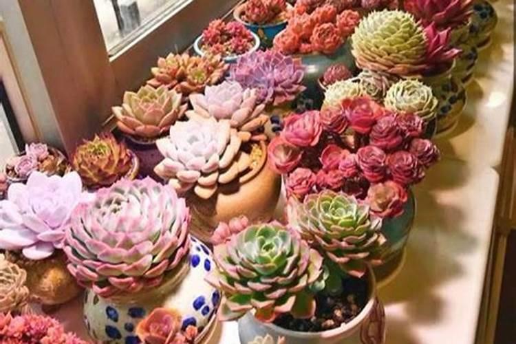 兰花用磷酸二氢钾养护的技巧