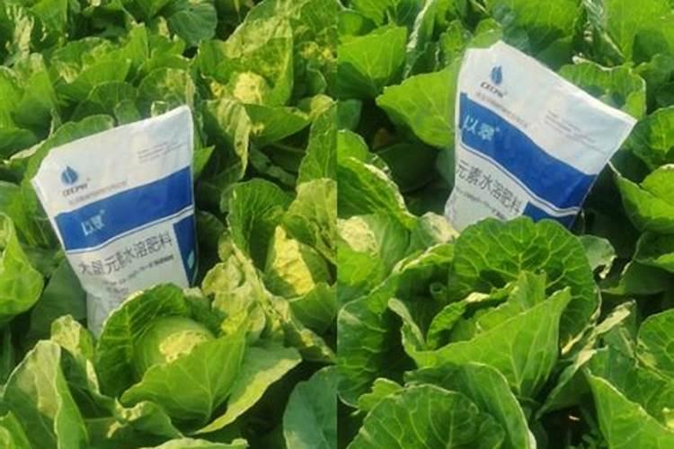 种菜用什么肥料做底肥好