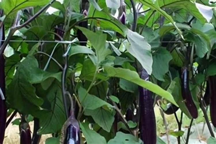 养吊兰的土怎么配