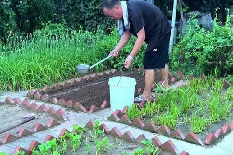 大白菜生长期,如何巧施肥？