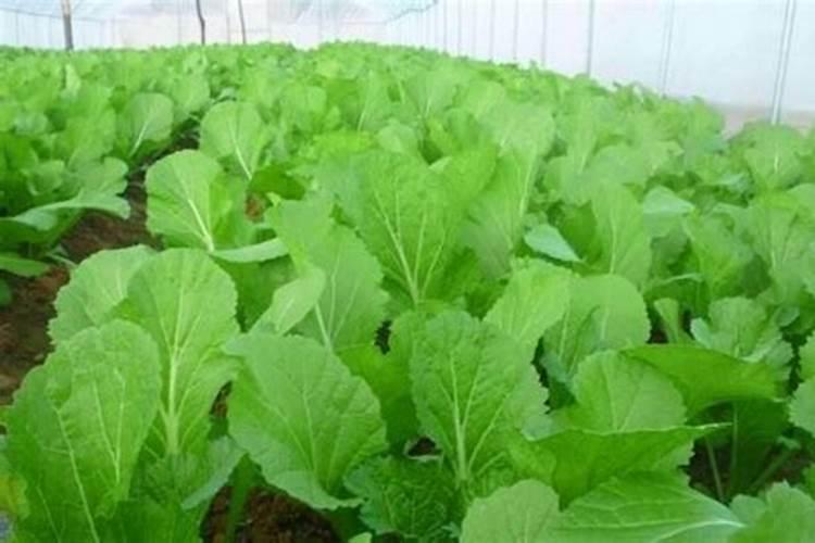 大棚蔬菜如何一年三茬种植