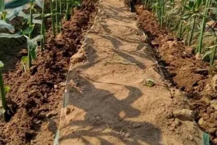 韭莱用什么肥料最好