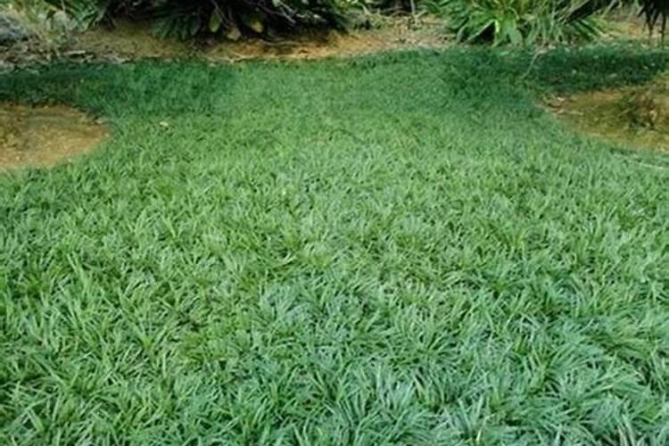 玉龙草叶黄烂根怎么治