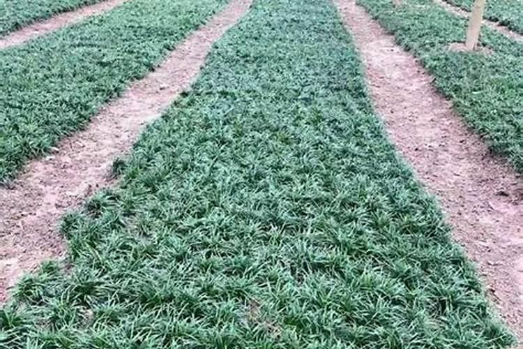 玉龙草等草坪常见病害及防治是什么？