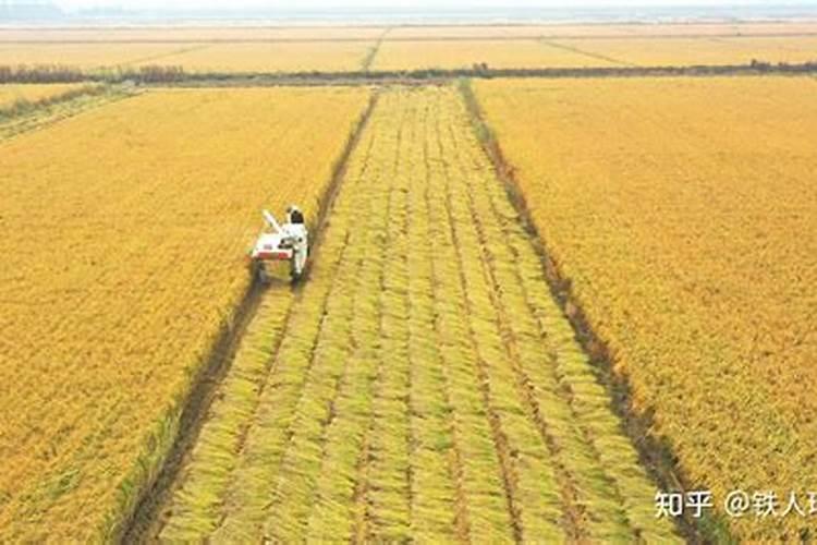 水稻黄叶病用什么农药