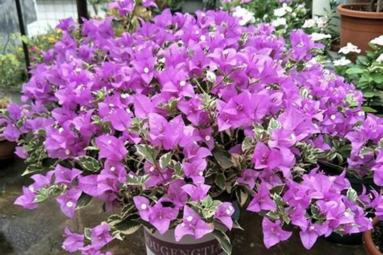 三个20的平衡水溶肥什么时候使用