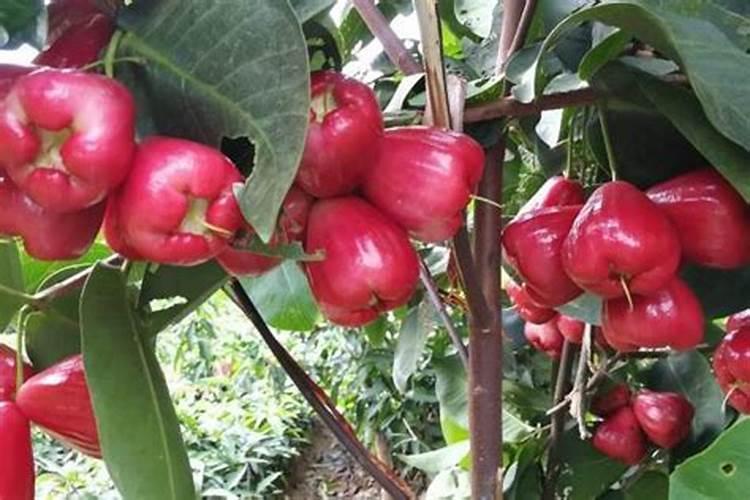 磷肥与过磷酸钙的区别