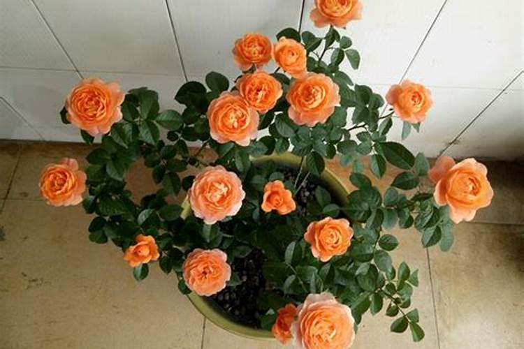 刚栽的果树苗浇了水溶肥会死吗