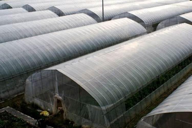 大棚微辣辣椒种植技术 辣椒怎么施肥