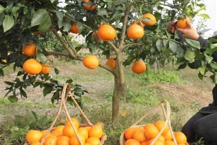 月季怎么养才能长得旺盛 月季如何养才能长得旺盛