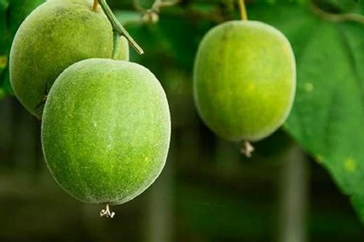 种罗汉果施什么肥