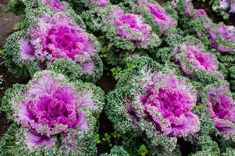 甘蓝移栽后施肥技巧