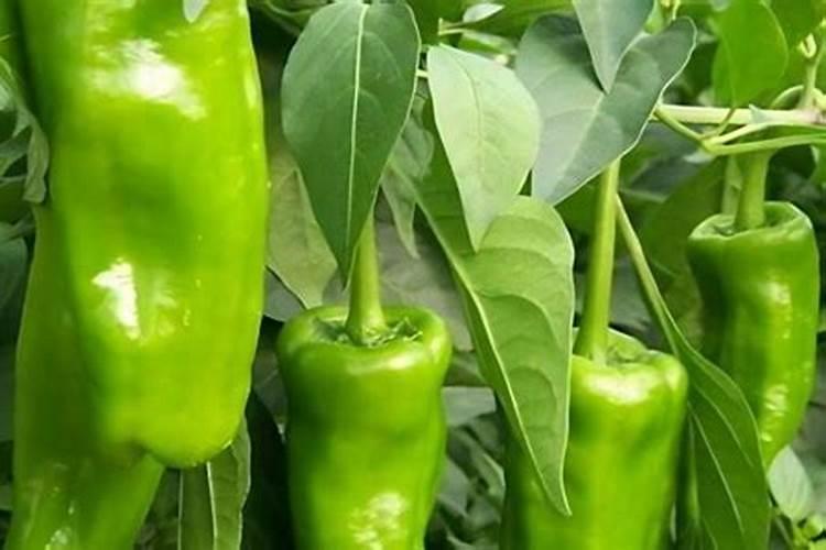 磷肥用于什么农作物 附使用方法