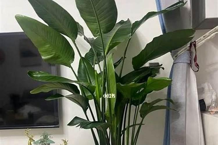 烟草种植需要什么肥料