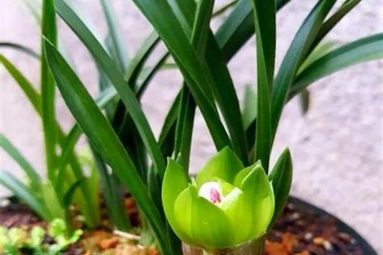 小麦养花前打药还是养花后打药