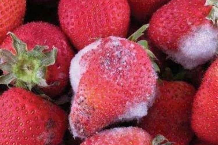 腐烂的水果能不能当作肥料