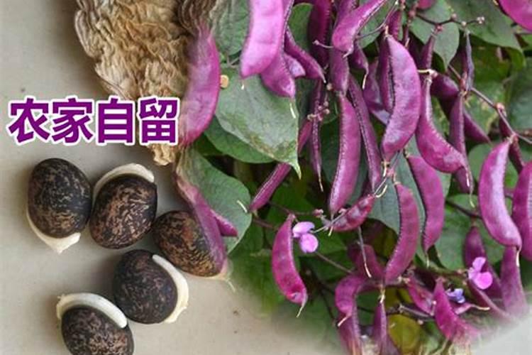 杜鹃花花期能施肥吗