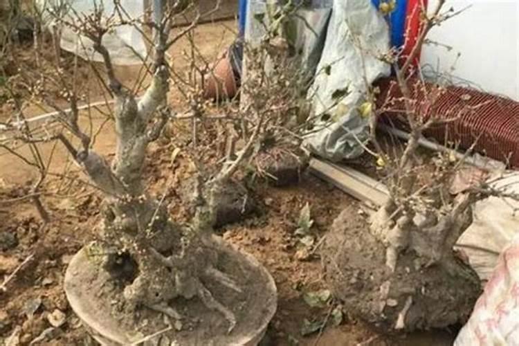 硼肥正确使用方法