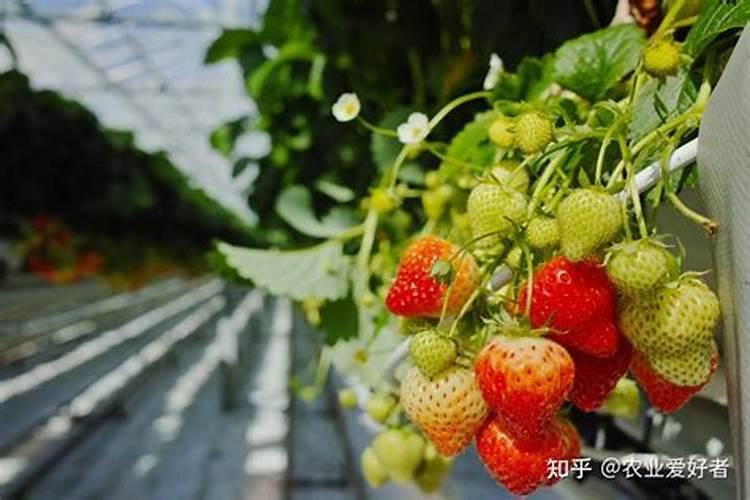 钾宝肥料是否可以用在君子兰作用是什么？