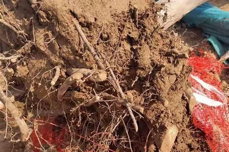 碳铵磷肥混合使用伤葡萄苗吗？