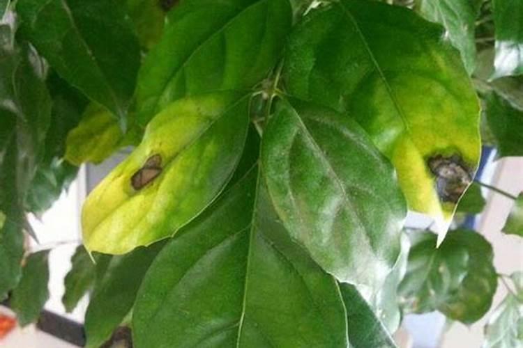 茶梅移栽的注意事项