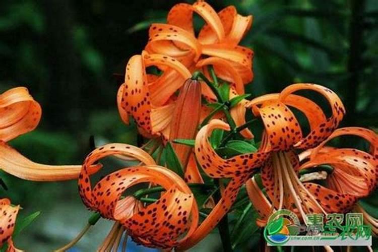 团鱼蛋做法 这样做的鱼蛋最好吃