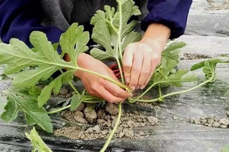 硼肥正确使用方法