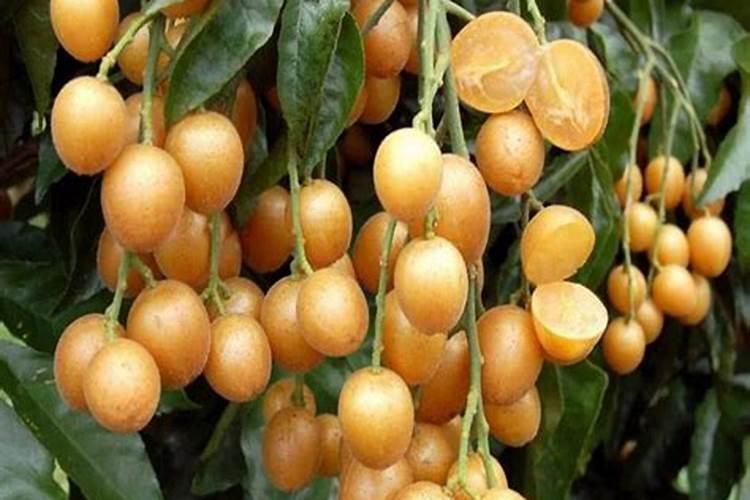 黄皮果树现在可以喷杀虫剂吗