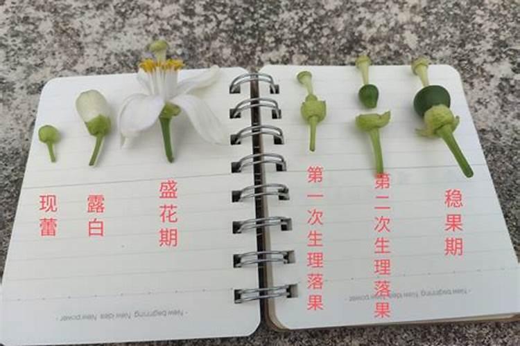 叶片增大增厚的叶面肥有哪些