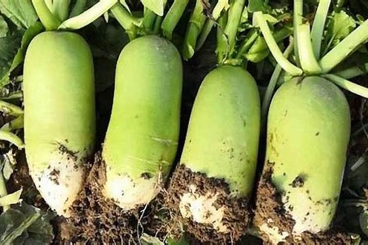 葡萄酒渣能喂鱼吗