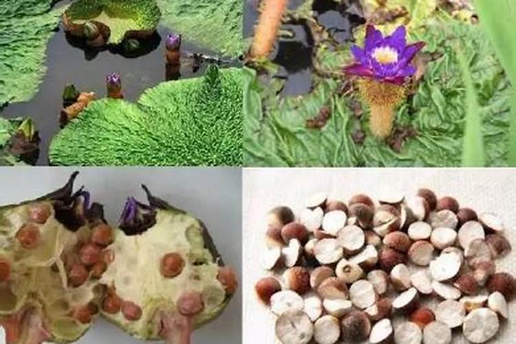 芦荟该施什么肥料