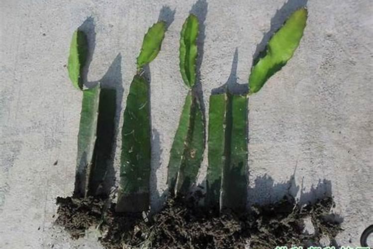 火龙果需要什么肥料