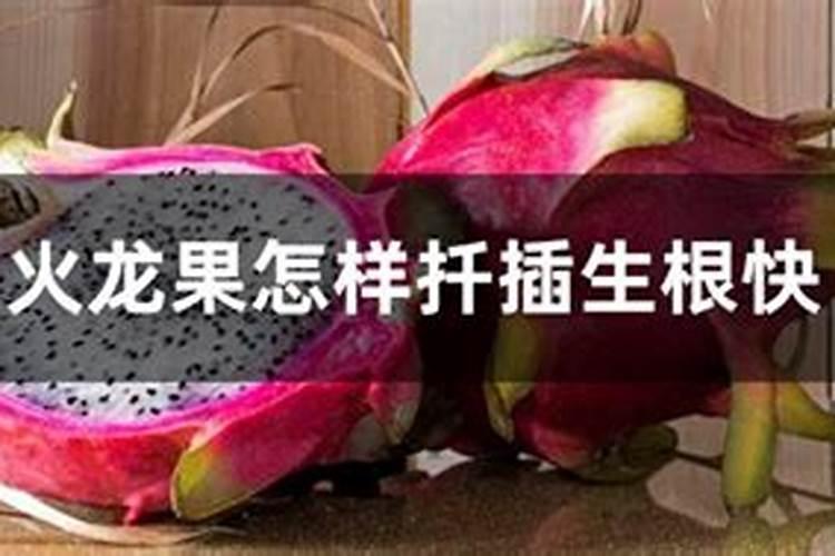 火龙果种植要施什么肥料